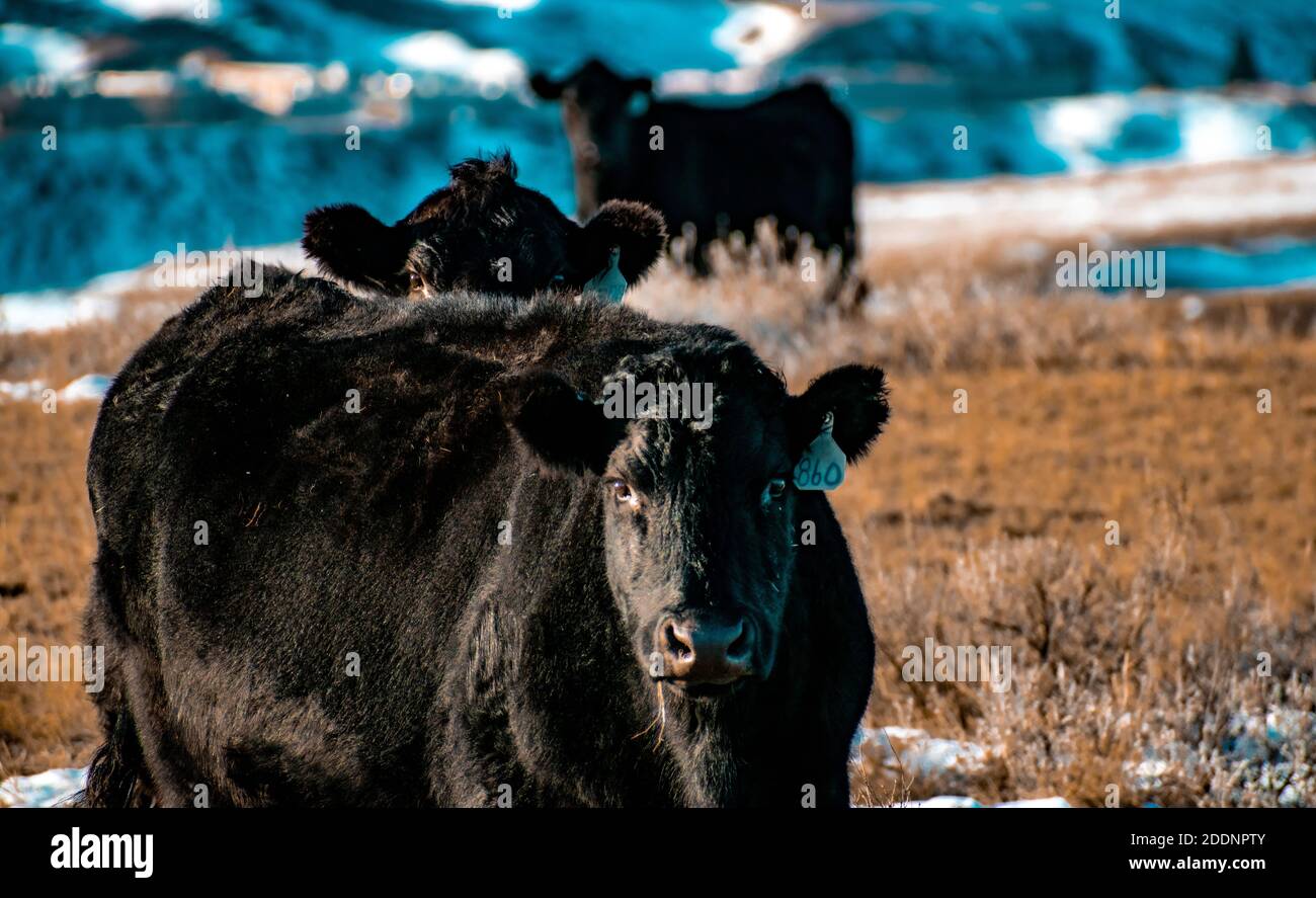 Bestiame pascolo invernale nel montana nord-centrale Foto Stock