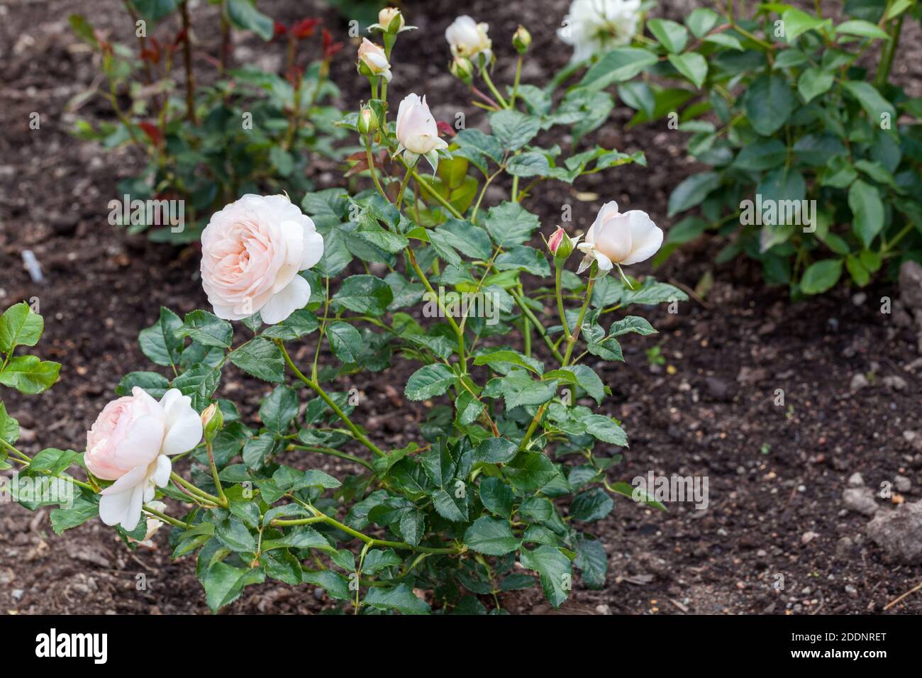 "Patrimonio, Ausblush' rosa inglese, Engelsk ros (rosa) Foto Stock