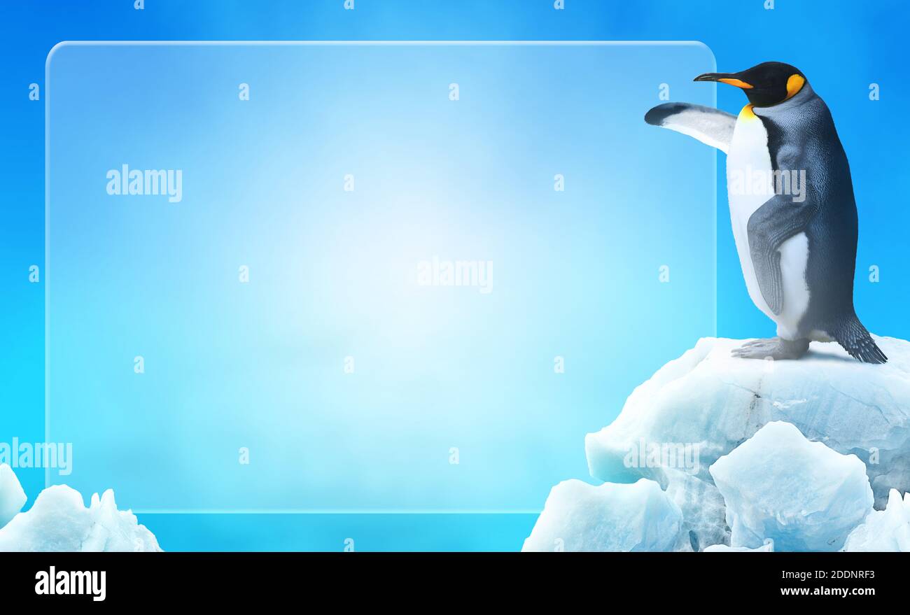 Penguin che punta la sua ala del flipper in un vetro di ghiaccio di spazio vuoto per la pubblicità o l'annuncio. Foto Stock