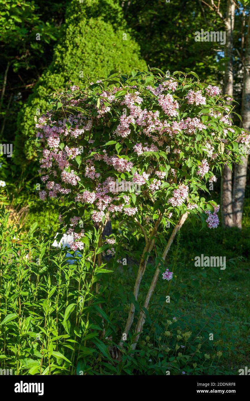 Beauty Bush, Paradisbuske (Linnaea amabilis) Foto Stock