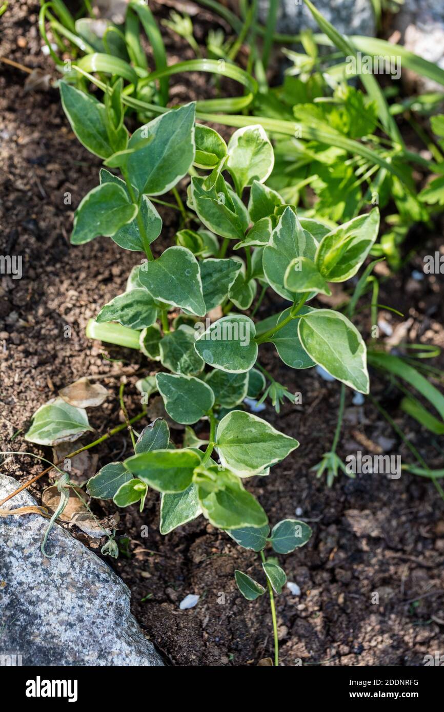 'Variegata' variegata maggiore Periwinkle, Stor vintergröna (Vinca Major) Foto Stock