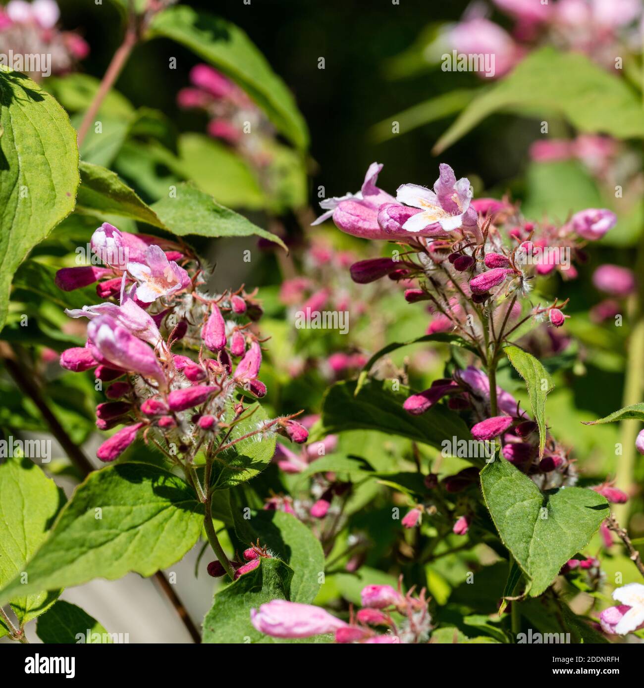 Beauty Bush, Paradisbuske (Linnaea amabilis) Foto Stock