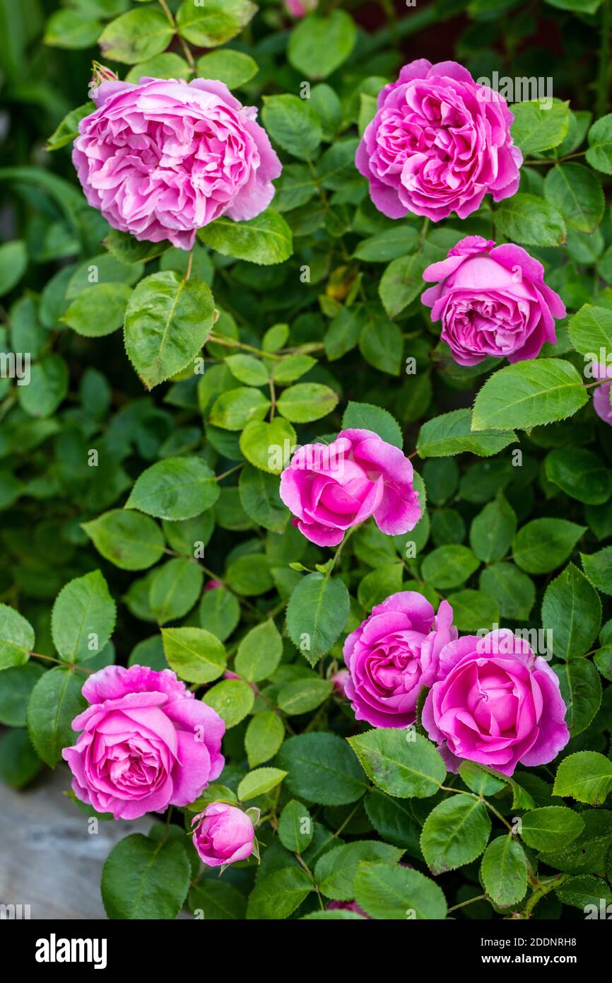 'Mary Rose, Ausmarya' Inglese Rose, Engelsk ros (Rosa) Foto Stock