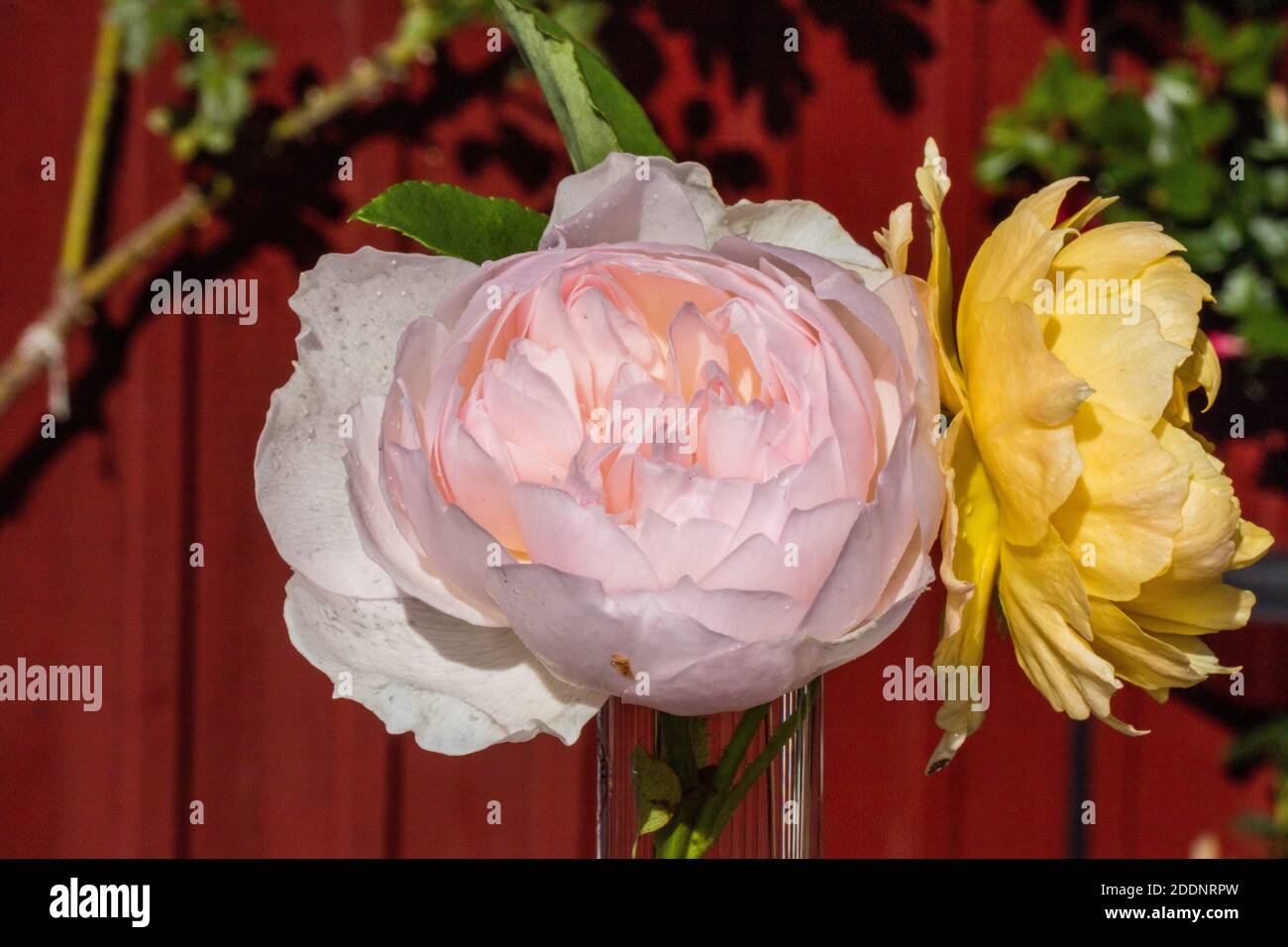 'Gentle Hermione, Ausrumbaa' Inglese Rose, Engelsk ros (Rosa) Foto Stock