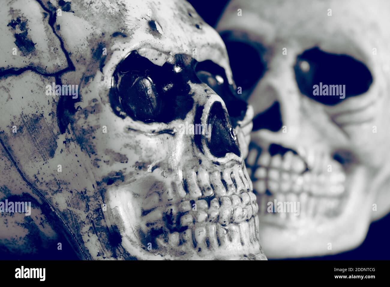 Primo piano del cranio umano Foto Stock