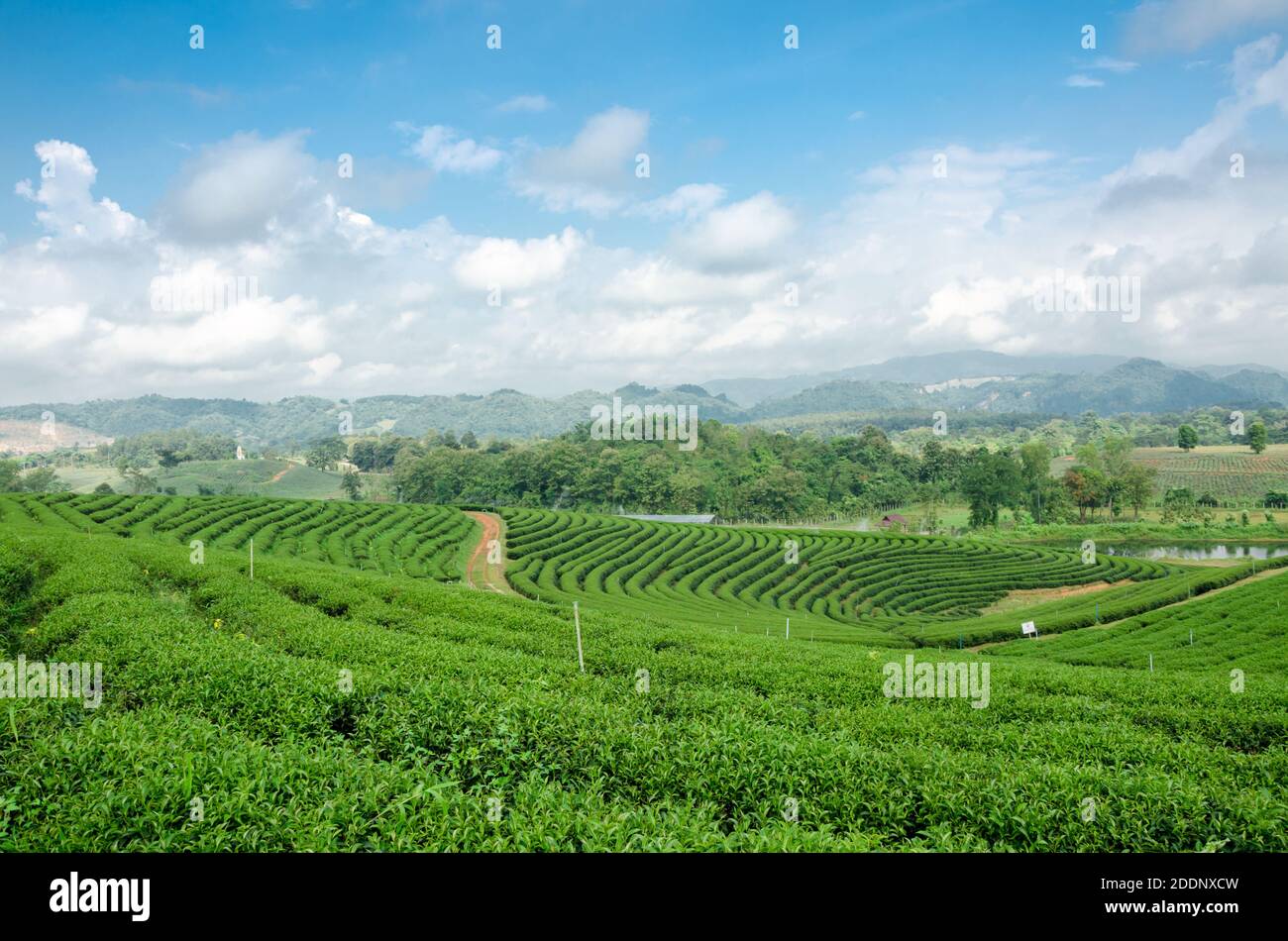 piantagione di tè al tè Choui Fong, Chiang Rai Thailandia Foto Stock