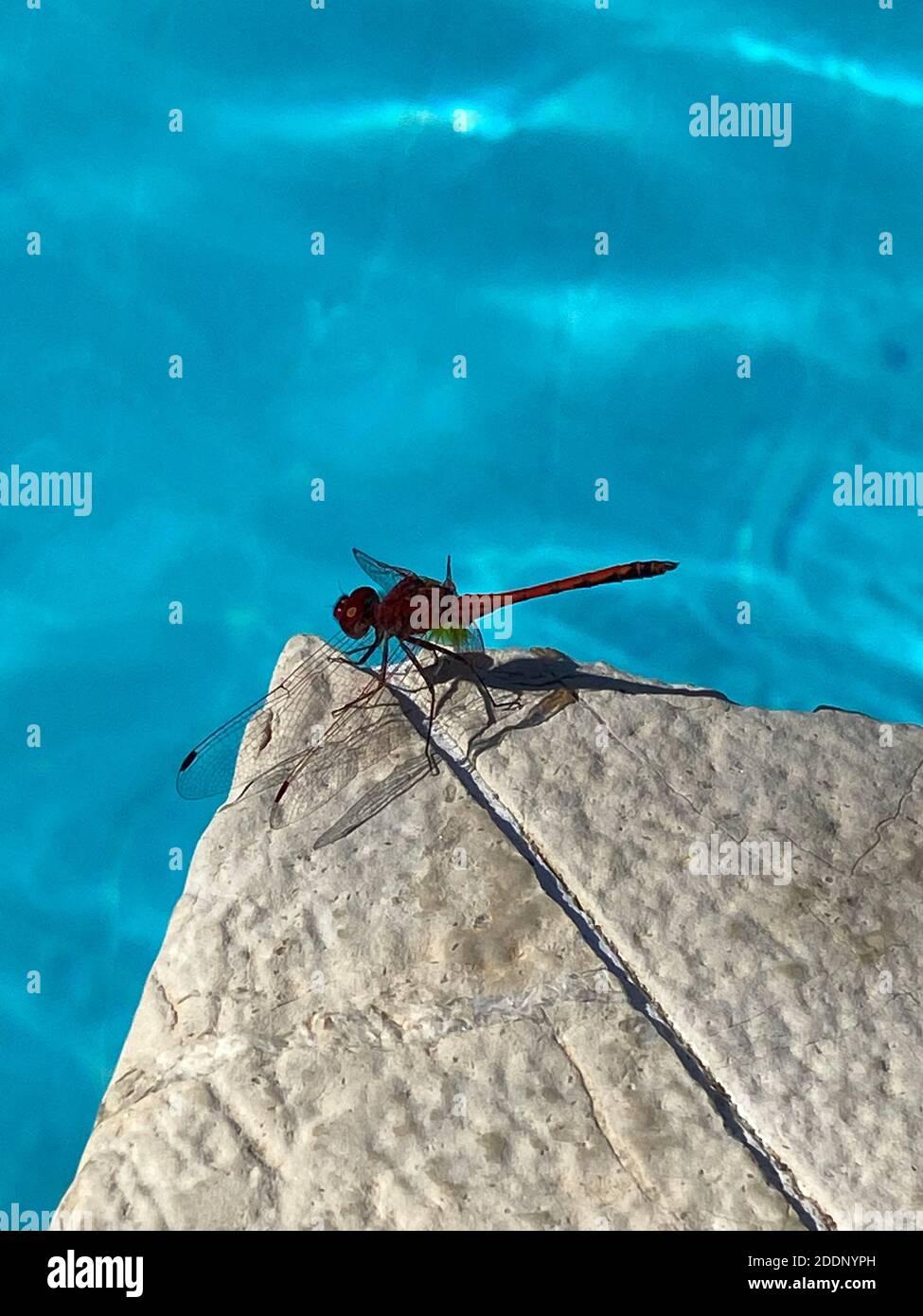 Primo piano dragonfly rosso sul terreno di pietra vicino alla piscina. Bug elicottero lato piscina. Insetto rosso sotto la luce del giorno. Foto Stock