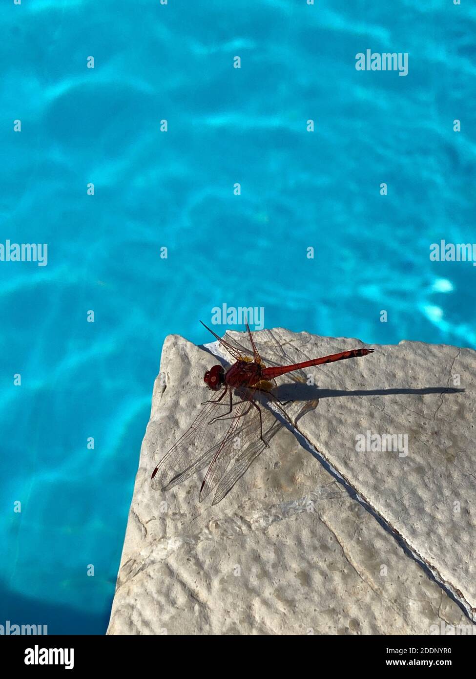 Primo piano dragonfly rosso sul terreno di pietra vicino alla piscina. Bug elicottero lato piscina. Insetto rosso sotto la luce del giorno. Foto Stock