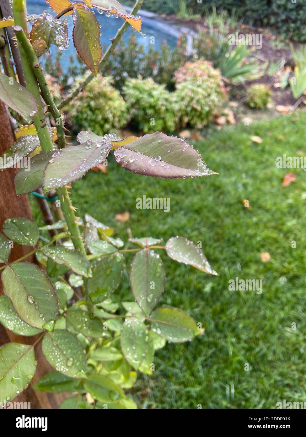 Parco botanico con piante verdi e gocce d'acqua sulle foglie, erba verde, cactus diversi e gare di piante. Foto Stock