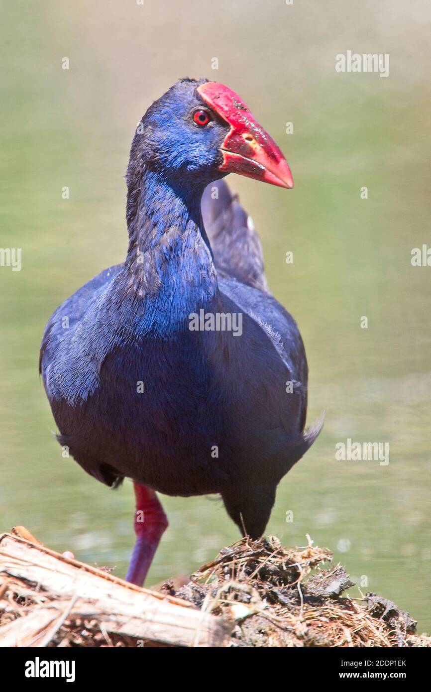 Swamphen Occidentale (Porphyrio porphyrio), adulto, Parco Naturale Ria Formosa, Algarve, Portogallo. Foto Stock