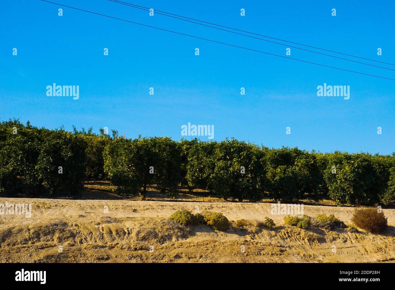 Aranceti nella California centrale. Foto Stock