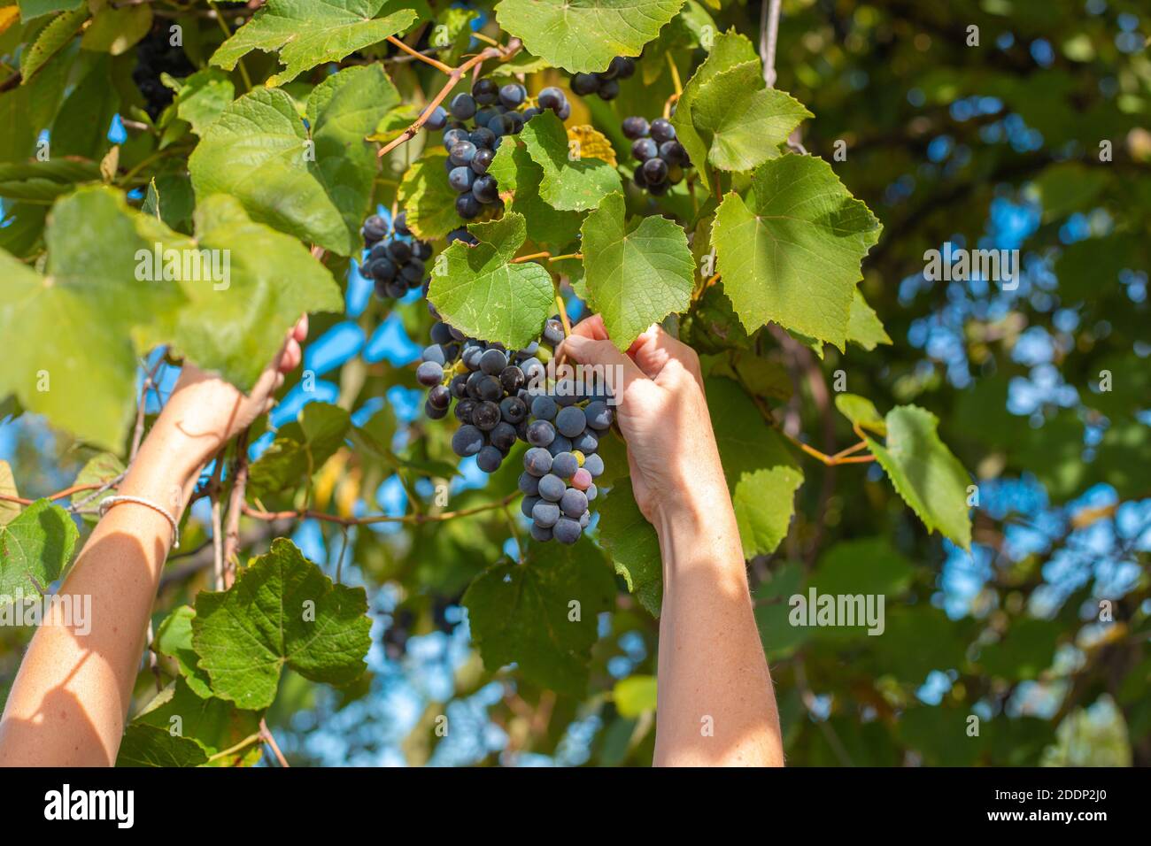La donna raccoglie uve nere matura Isabella per la produzione del vino. Foto Stock
