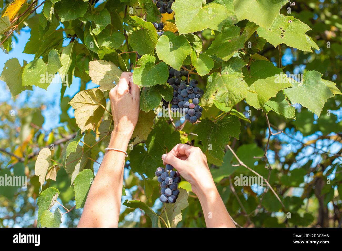La donna raccoglie uve nere matura Isabella per la produzione del vino. Foto Stock