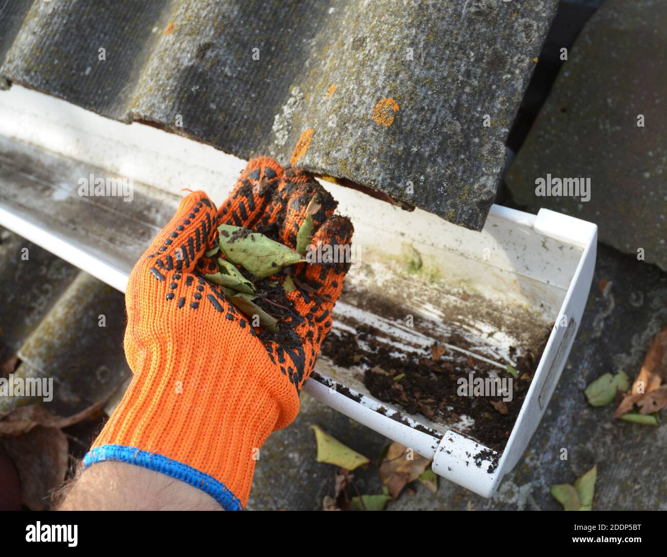Un uomo sta mantenendo il gocciolatoio pulito in autunno semplicemente rimuovendo, togliendo le foglie asciutte, i detriti e lo sporco con le mani in guanti. Foto Stock