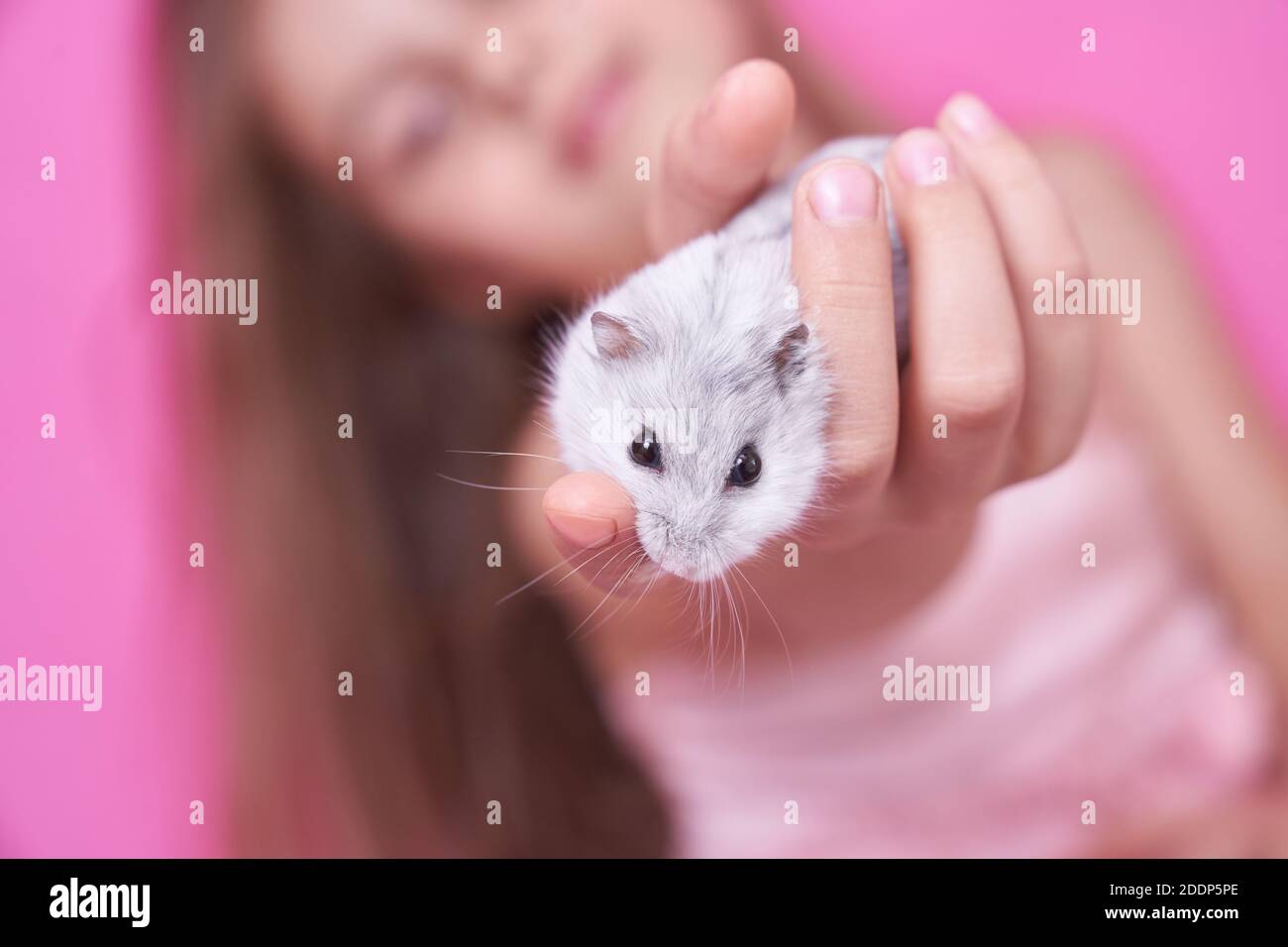 Una bella ragazza in un vestito rosa morbido tiene un Criceto Dzungariano in mano e sorride su un rosa sfondo Foto Stock