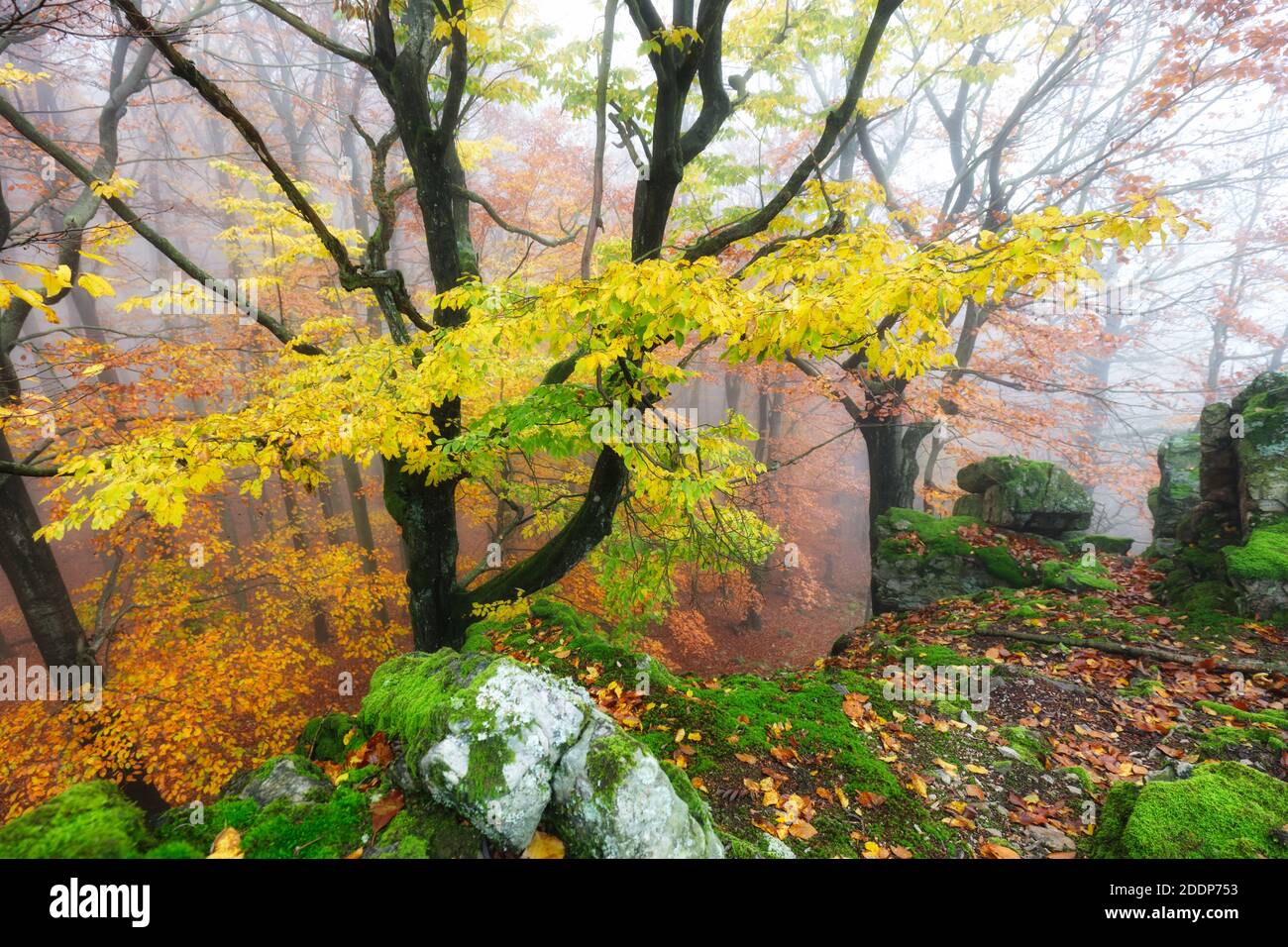 Autunno natura paesaggio.Misty autunno foresta. Bellissimi alberi colorati in boschi. Natura selvaggia panoramica Foto Stock