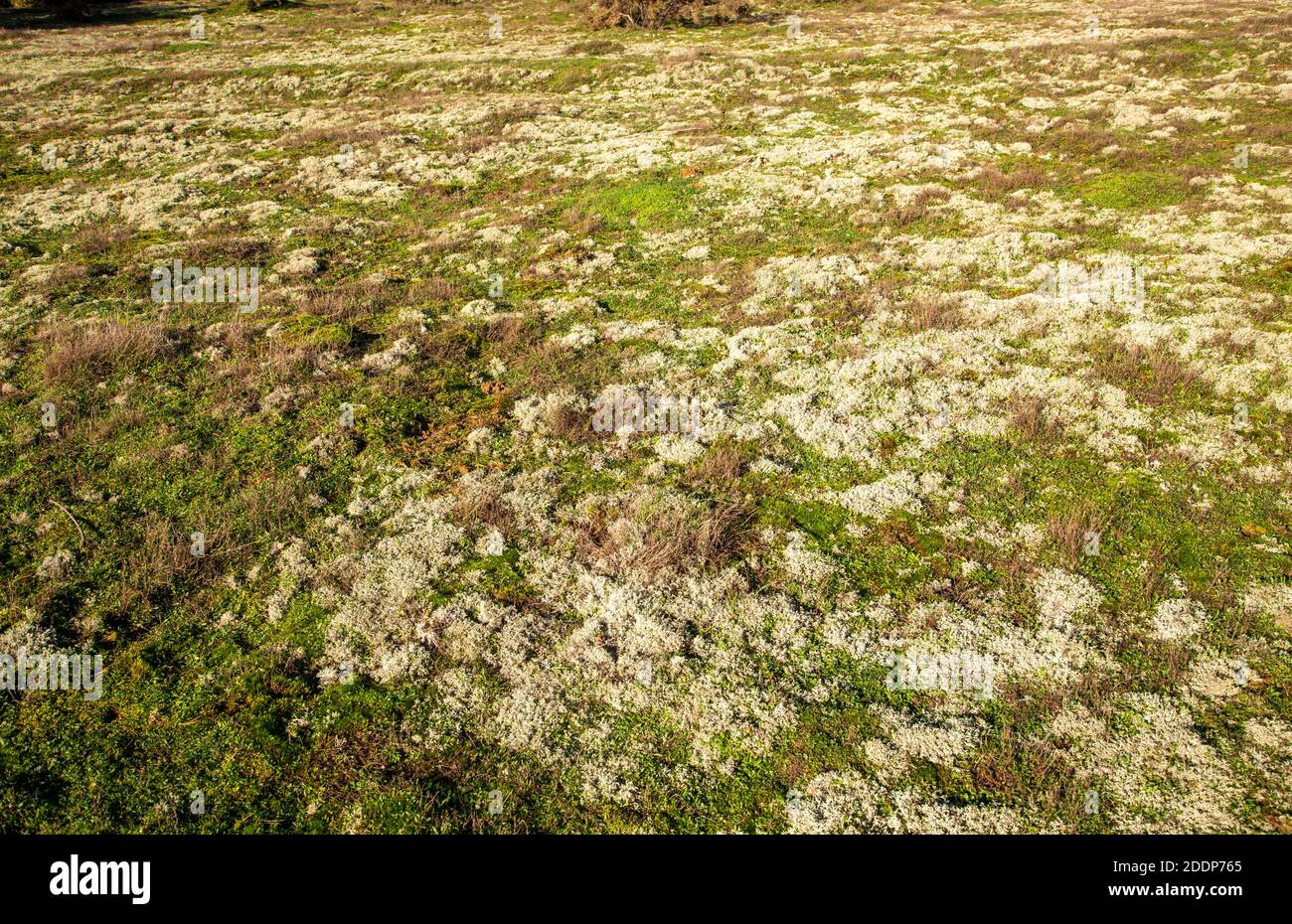 Lichen di muschio di renna, Cladonia rangiferina, che cresce su un'area aperta di brughiera, Suffolk Sandlings AONB, Inghilterra, UK Foto Stock