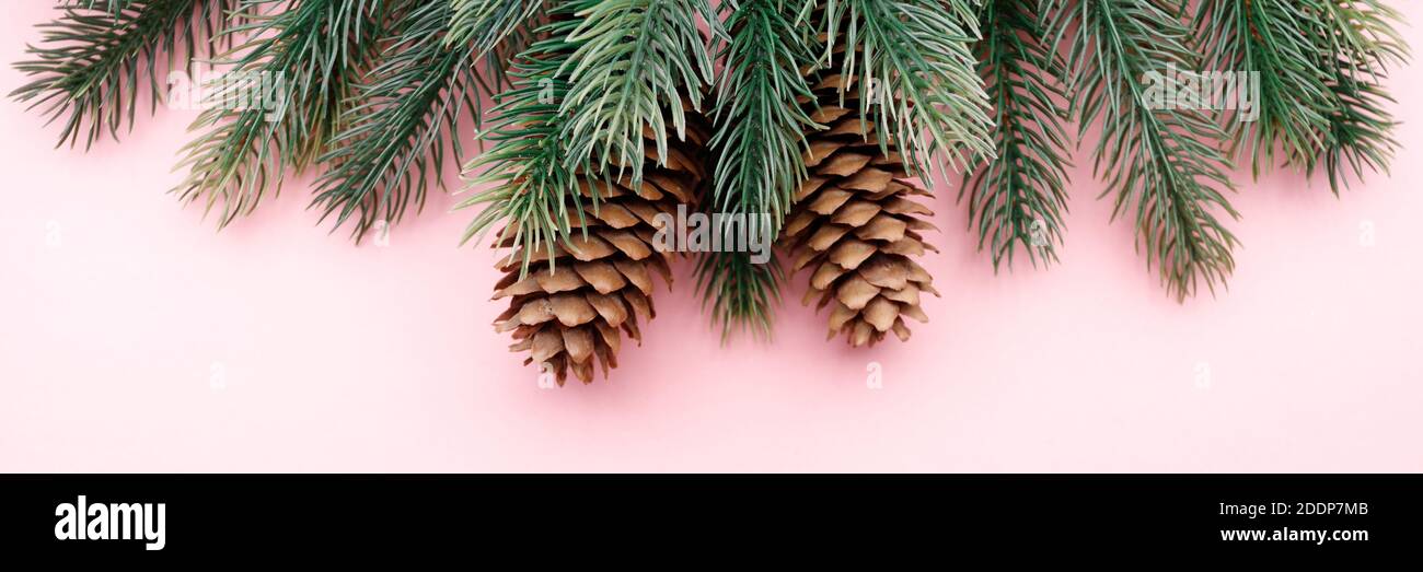 Sfondo rosa pastello, abete e coni. Sfondo per pubblicità o saluti. Foto Stock
