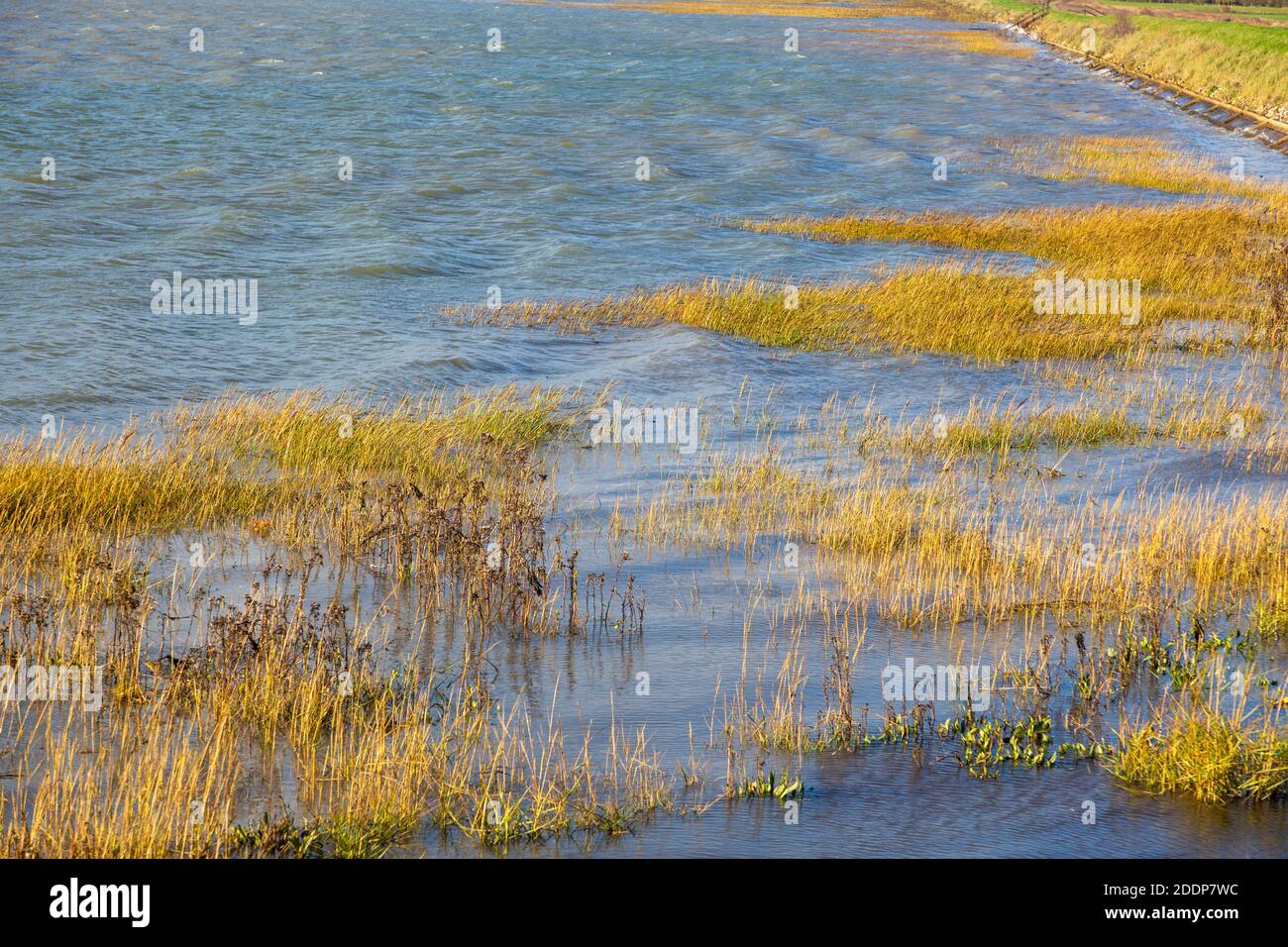 Alta marea livello dell'acqua che si affaccia sulla vegetazione delle paludi saline, fiume Deben, Suffolk, Inghilterra, Regno Unito Foto Stock