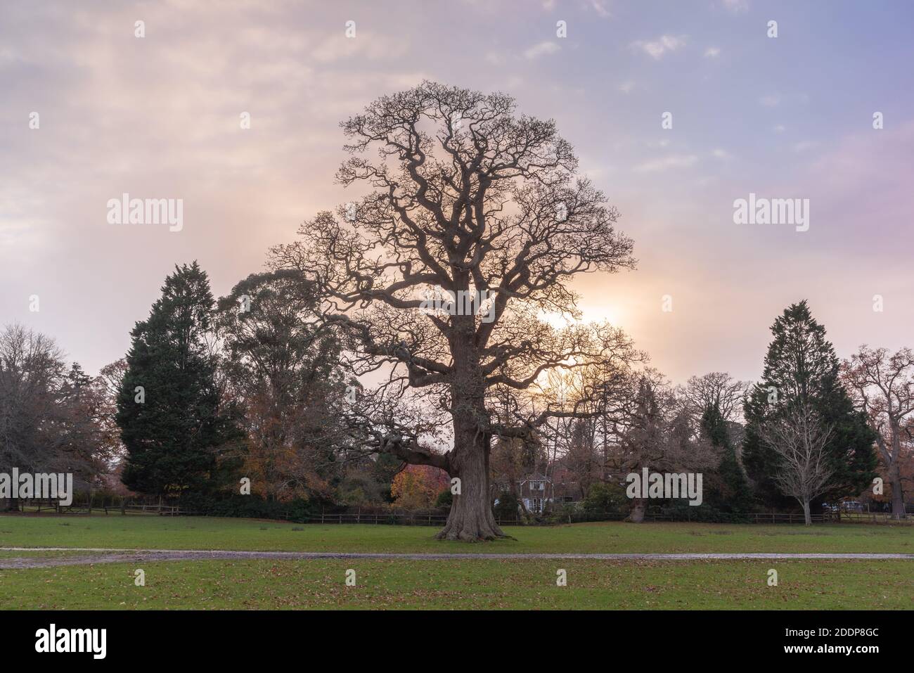 Grande vecchio albero inglese di quercia (Quercus robur) senza fogliame lasciato durante l'autunno a Burley nel New Forest National Park, Hampshire, Inghilterra, Regno Unito Foto Stock