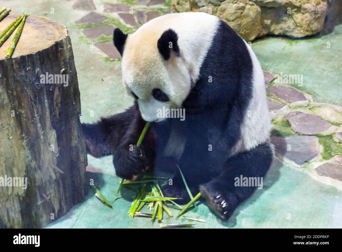 Il panda gigante allo Zoo di Taipei a Taiwan Foto Stock