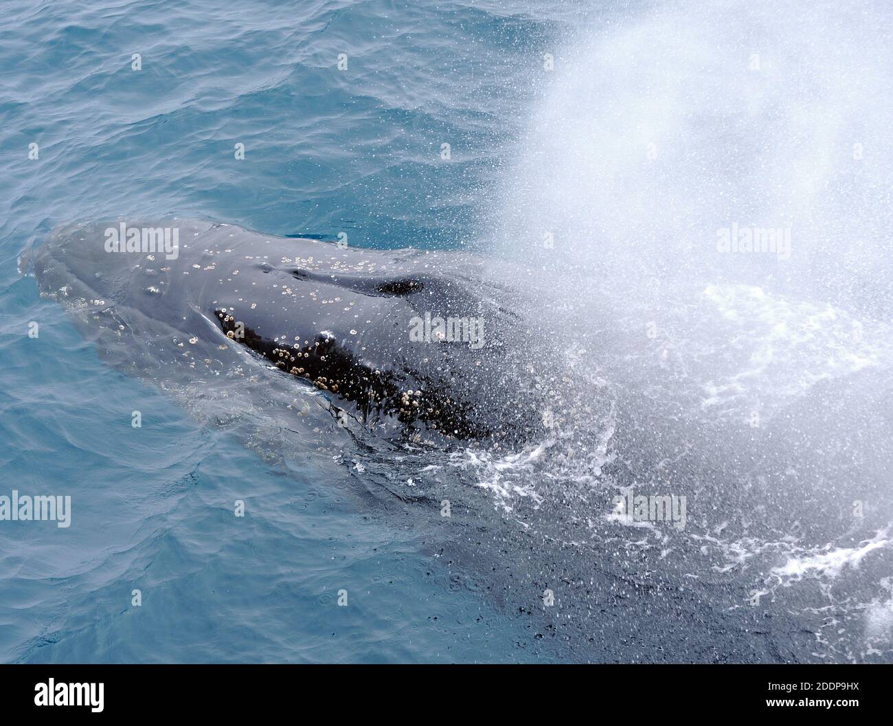 Una balena Humpback (Megaptera novaeangliae) soffia le Isole Sandwich meridionali, Oceano Meridionale. 26 febbraio 16 Foto Stock