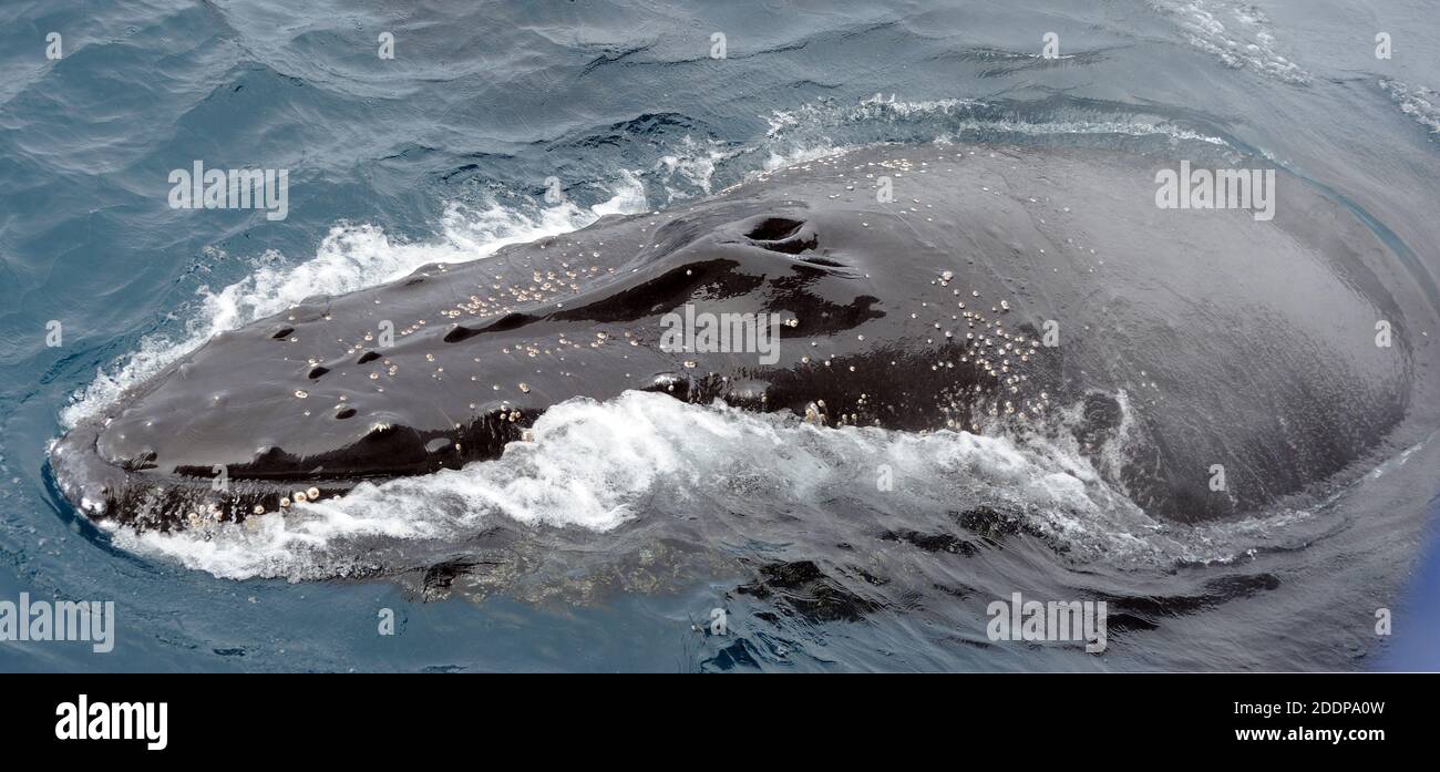 Una superficie di megattere (Megaptera novaeangliae) Isole Sandwich meridionali, Oceano Meridionale. 26 febbraio 16 Foto Stock