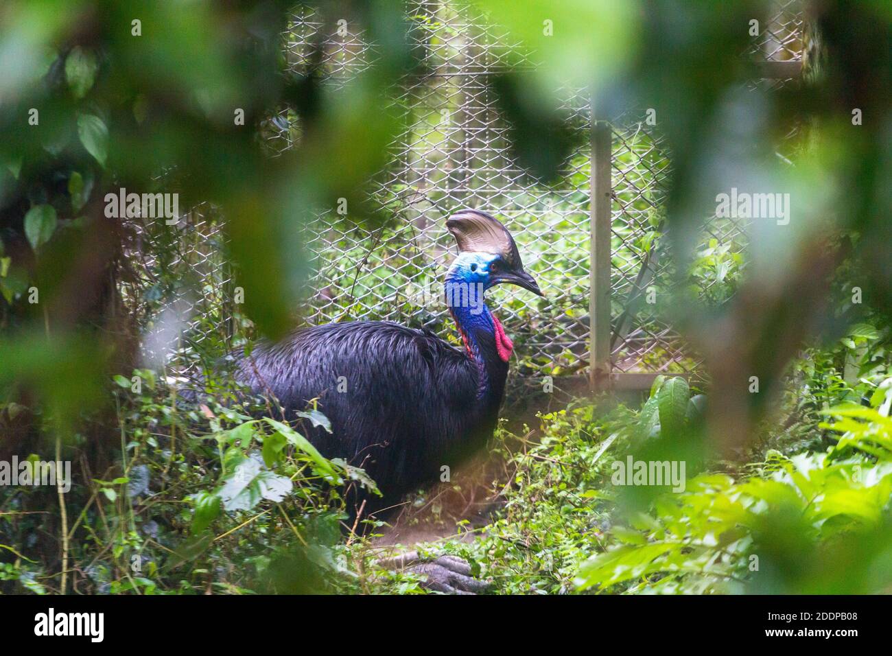 Cassowary allo Zoo di Taipei a Taiwan Foto Stock
