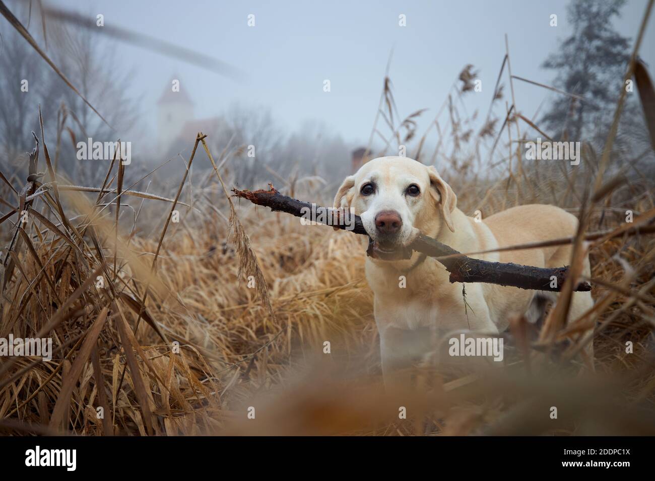 Cane che cammina in canne contro il paesaggio autunnale in nebbia. Carino labrador Retriever con il bastone in bocca. Foto Stock