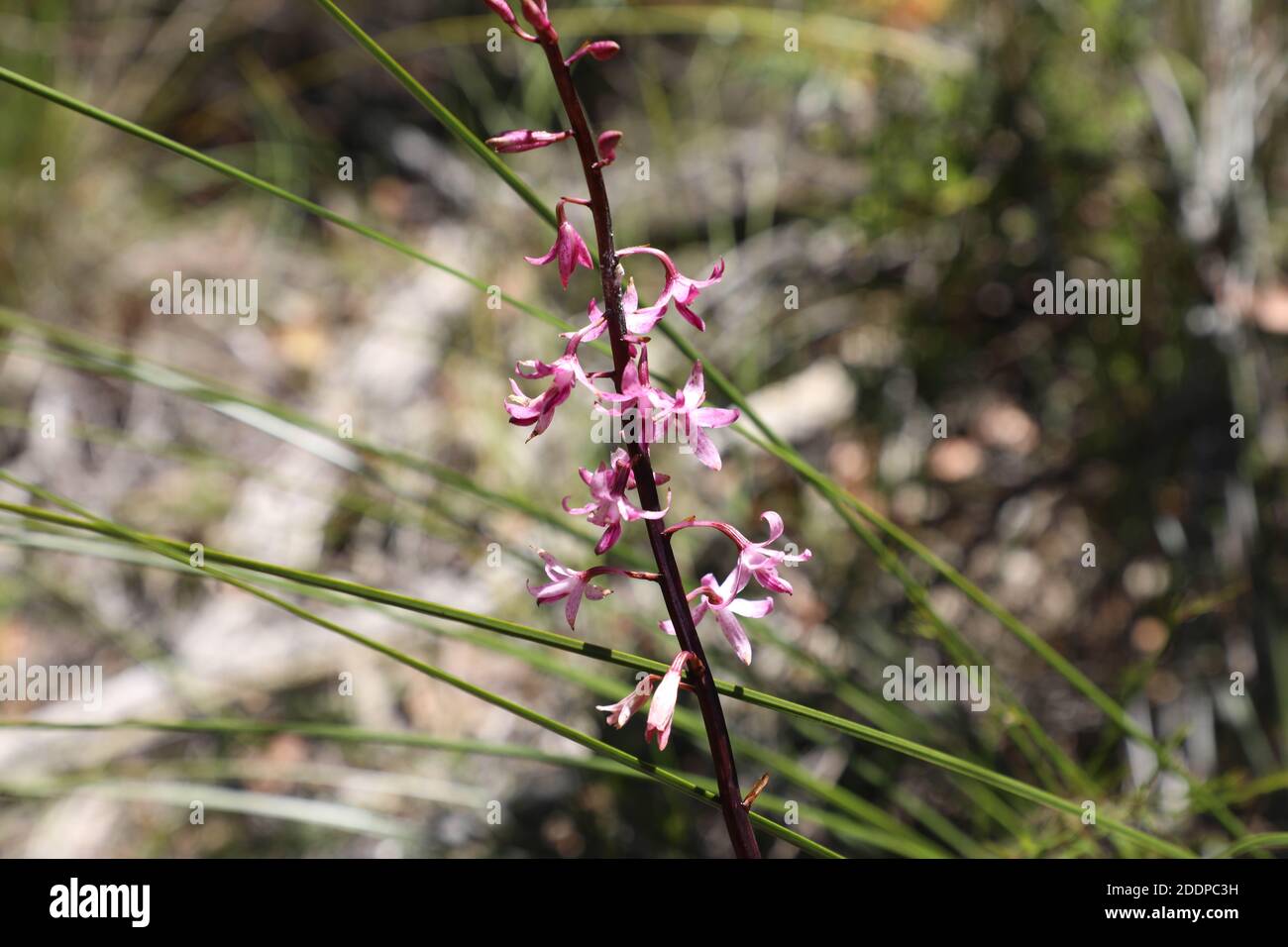 Il roseo di Dipodium, comunemente noto come giacinto-orchidea rosea o giacinto-orchidea rosa, è un'orchidea saprofitica senza foglie che si trova nell'Aust orientale e sudorientale Foto Stock