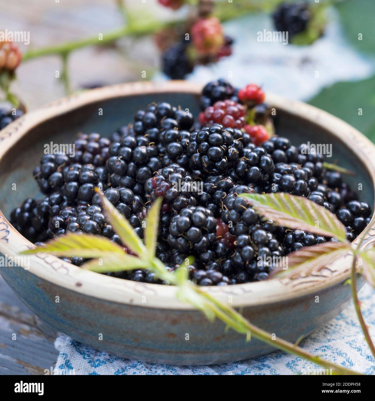 Arbusti blackberry (Rubus fruticosus), raccolta di more, Germania Foto Stock