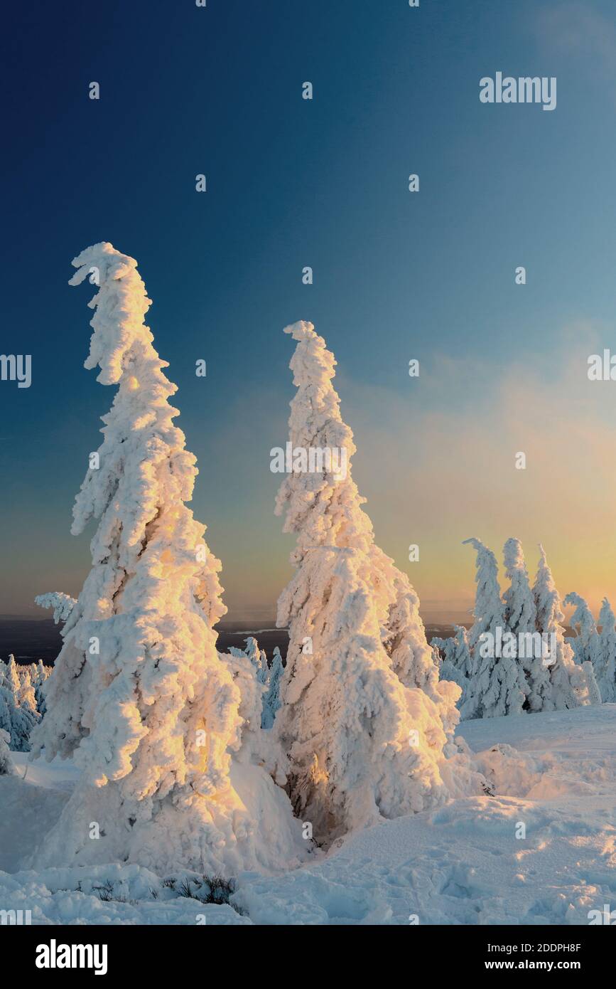 Abete (Picea abies), inverno sul Brocken, spruces nevosi al sole serale, Germania, Sassonia-Anhalt, Parco Nazionale di Harz, Brocken Foto Stock