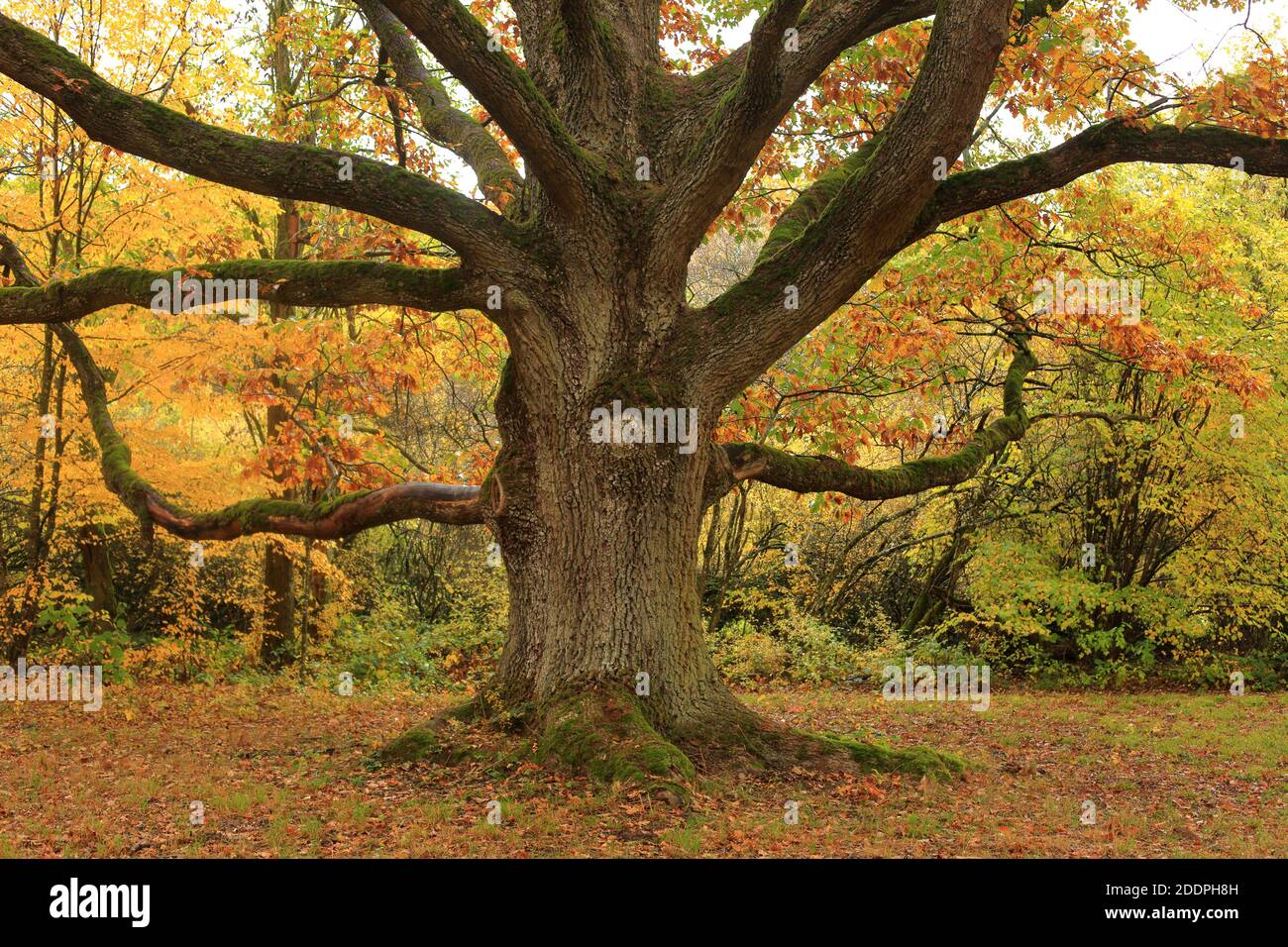 Quercia (Quercus spec.), quercia vecchia in autunno, Germania, Baden-Wuerttemberg, Pfitzingen Foto Stock