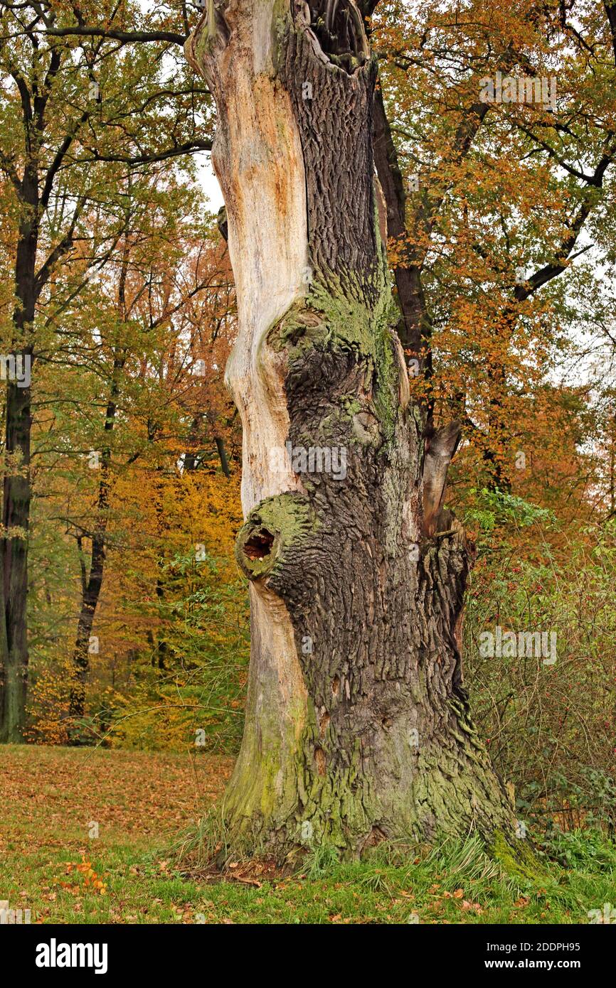 Quercia (Quercus spec.), vecchio tronco di quercia in autunno, Germania, Sassonia, Bad Muskau, Pueckler Park Foto Stock