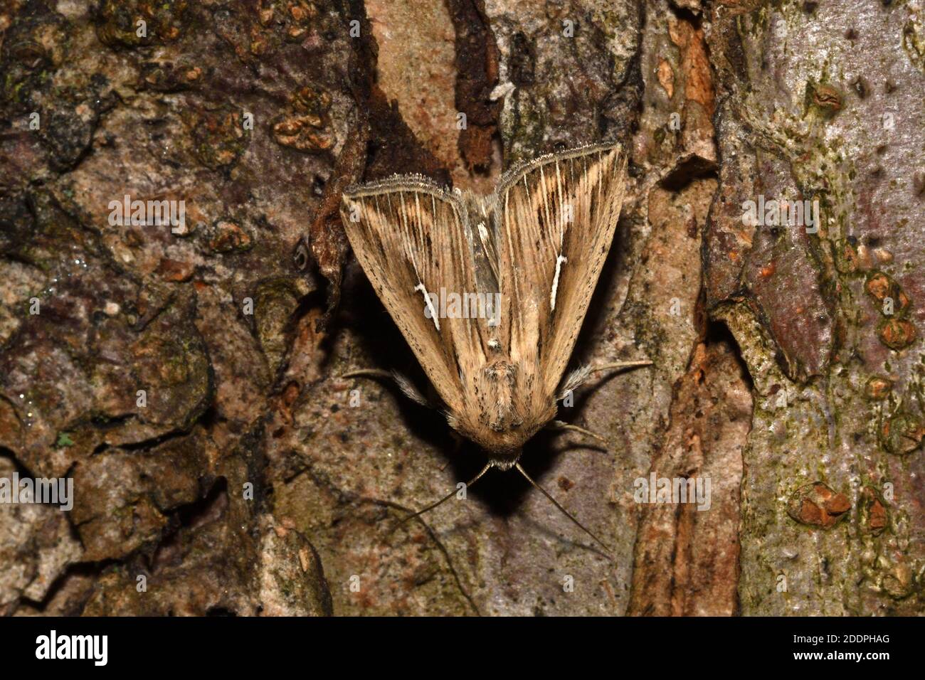 L-album wainscot, White L (Mythimna l-album, Hyphilare l-album), sitting at bark, Dorsal view, Germania, Nord Reno-Westfalia Foto Stock