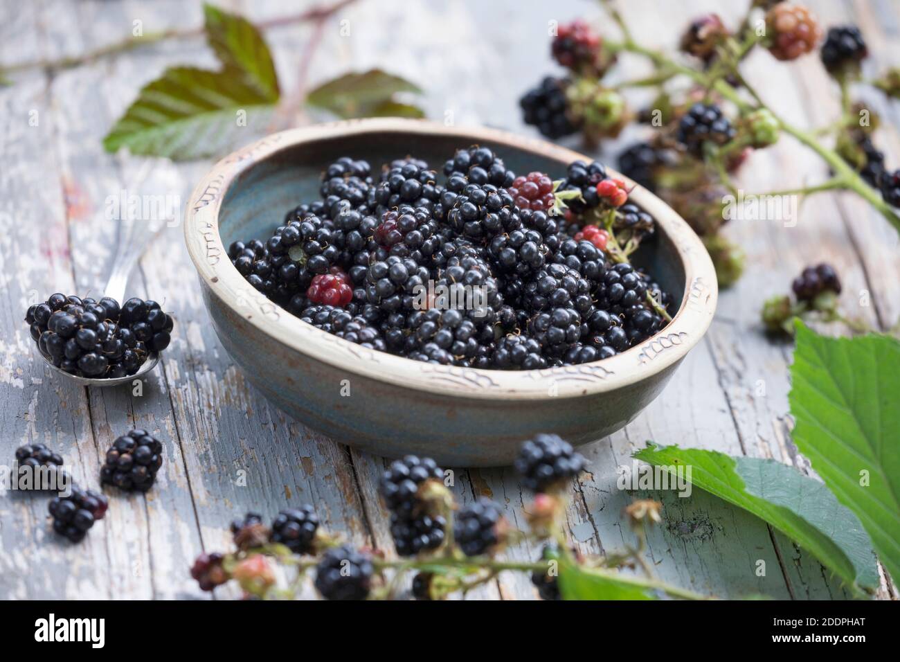 Arbusti blackberry (Rubus fruticosus), raccolta di more, Germania Foto Stock