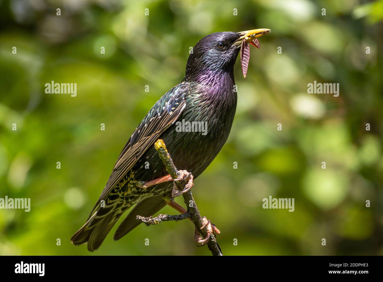 Stellatura comune (Sturnus vulgaris), maschio che perching su un ramo con caterpills e foglie nel disegno di legge, Germania, Baden-Wuerttemberg Foto Stock