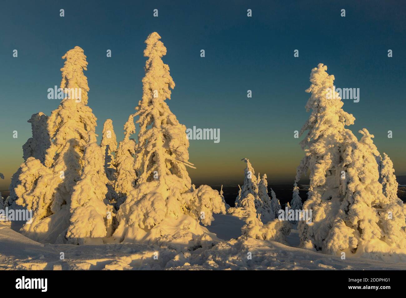 Abete (Picea abies), inverno sul Brocken, spruces nevosi al sole serale, Germania, Sassonia-Anhalt, Parco Nazionale di Harz, Brocken Foto Stock