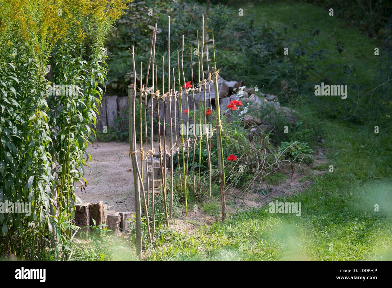 Aiuto di nidificazione delle api selvatiche dai gambi pithy nel giardino naturale, Germania Foto Stock