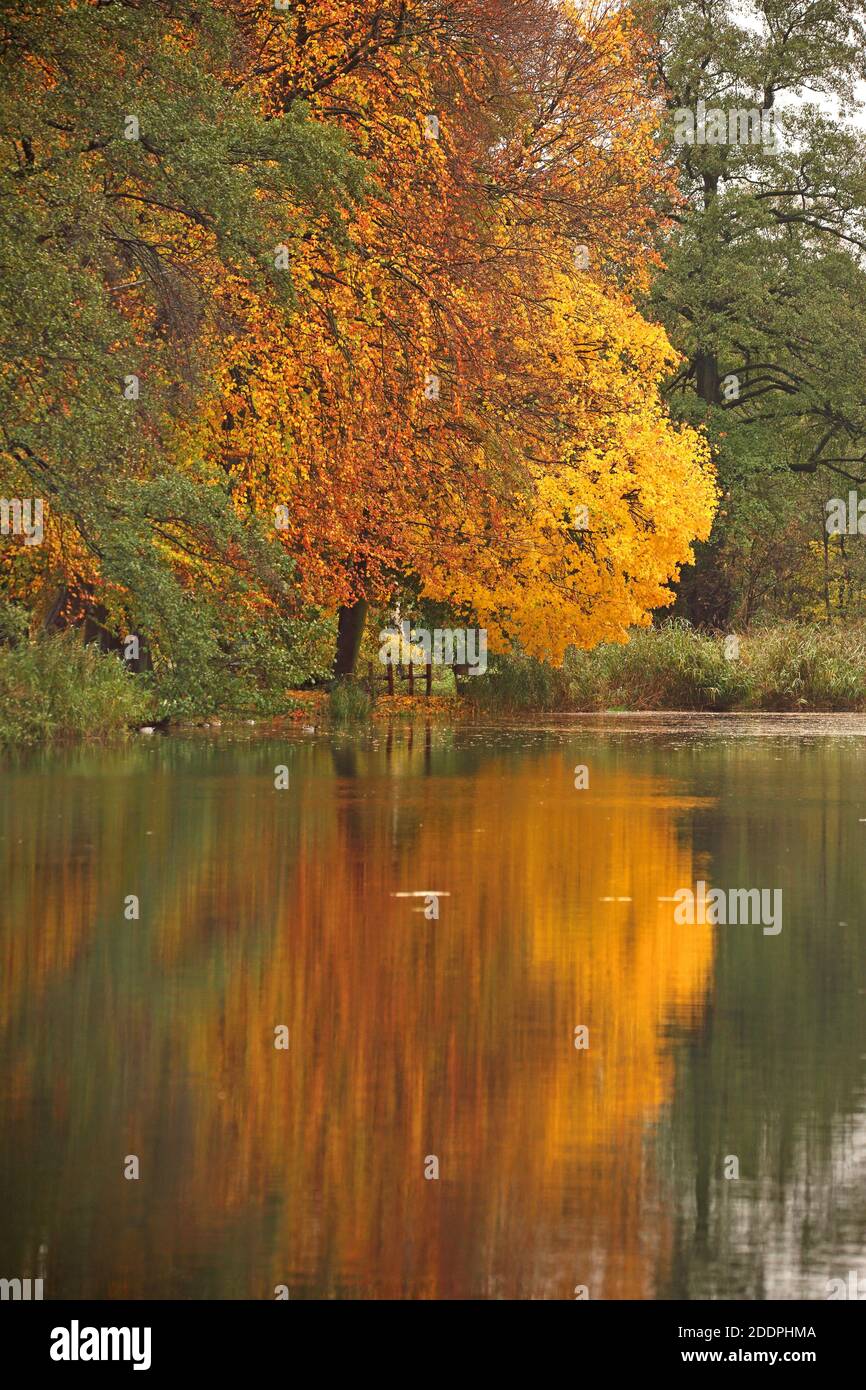 Umore autunnale in un lago, Germania, Lusazia Foto Stock