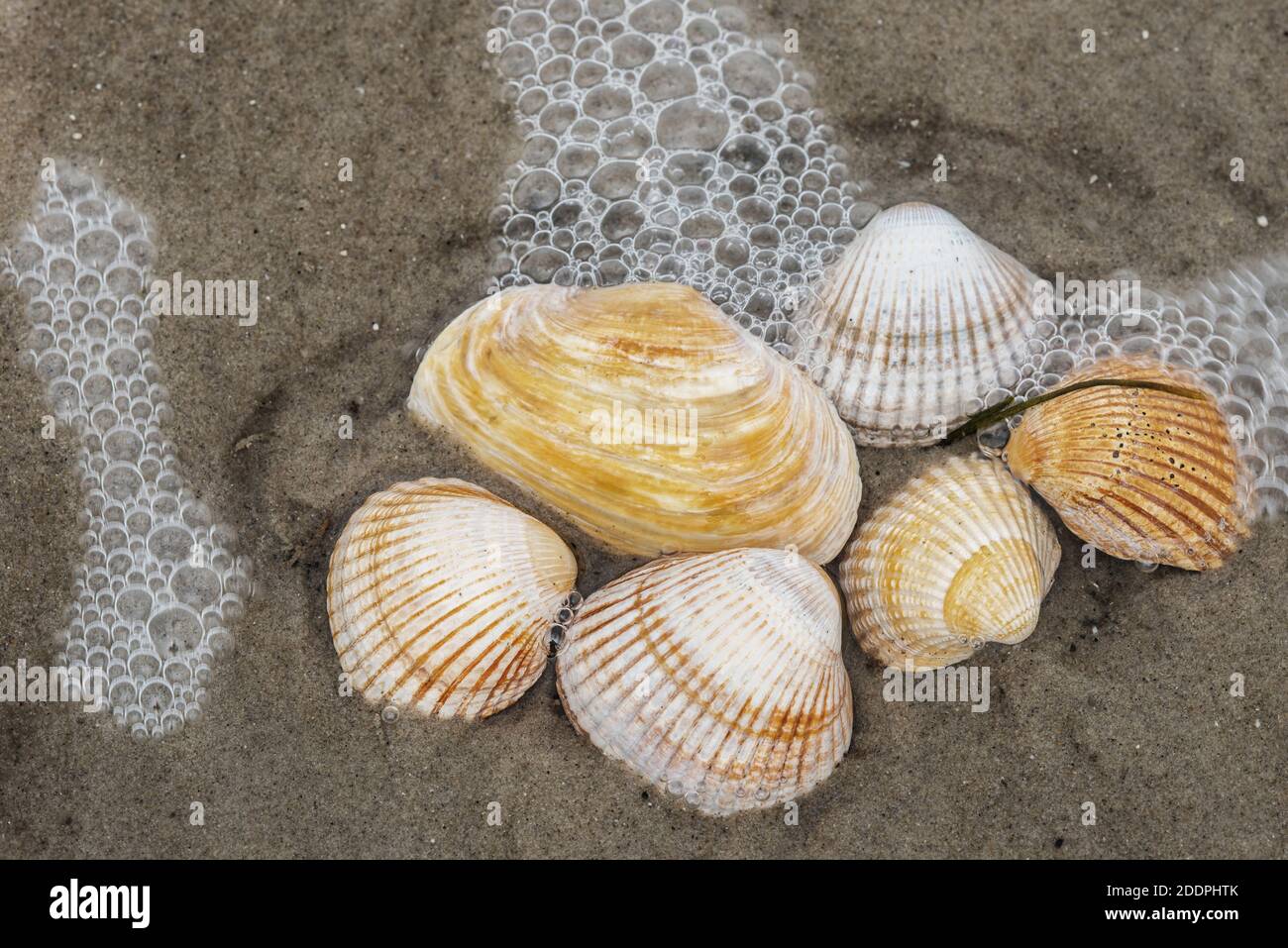 Scarafaggi (gusci di scarafaggio) (Cardiidae), conchiglie sulla spiaggia del Mare del Nord, Germania, Schleswig-Holstein Foto Stock