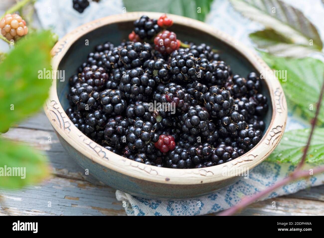 Arbusti blackberry (Rubus fruticosus), raccolta di more, Germania Foto Stock