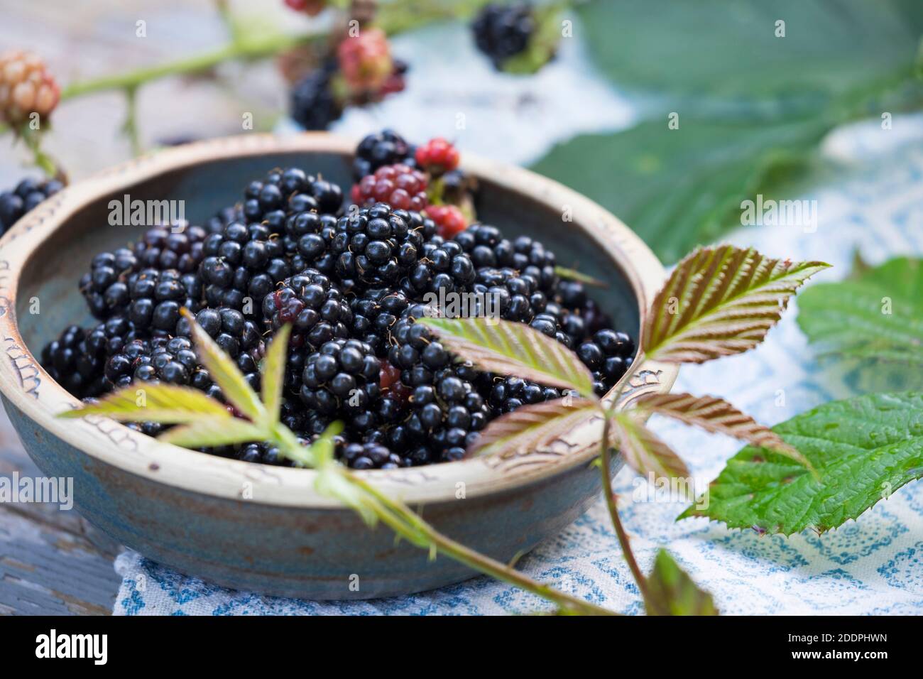 Arbusti blackberry (Rubus fruticosus), raccolta di more, Germania Foto Stock