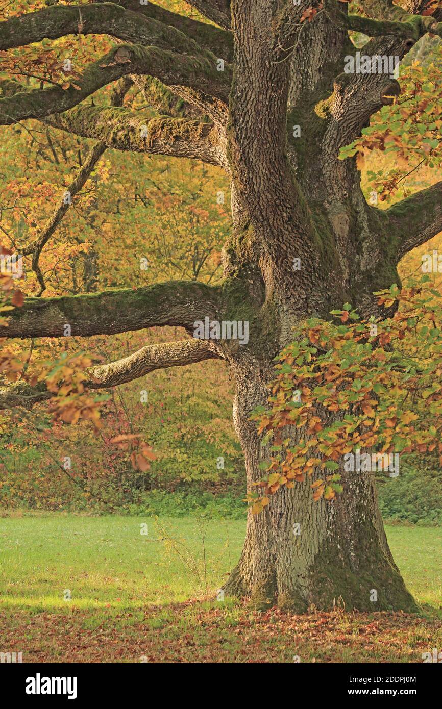 Quercia (Quercus spec.), quercia vecchia in autunno, Germania, Baden-Wuerttemberg, Pfitzingen Foto Stock