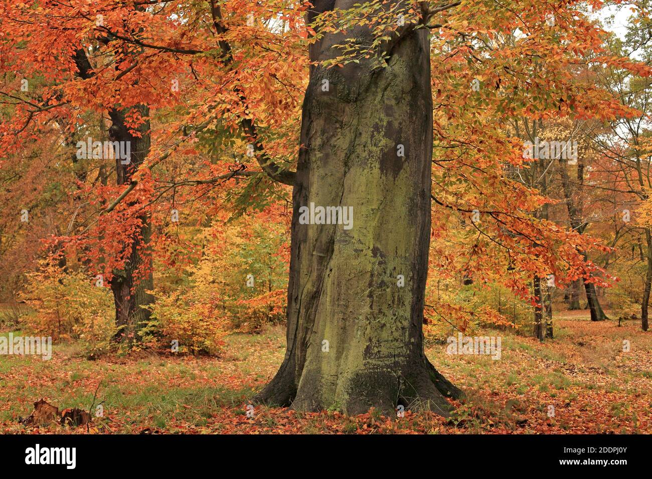 Faggio comune (Fagus sylvatica), vecchio tronco di faggio in autunno, Germania, Sassonia Foto Stock