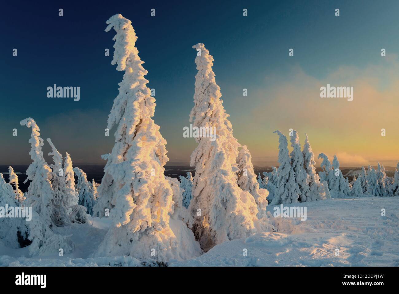 Abete (Picea abies), inverno sul Brocken, spruces nevosi al sole serale, Germania, Sassonia-Anhalt, Parco Nazionale di Harz, Brocken Foto Stock