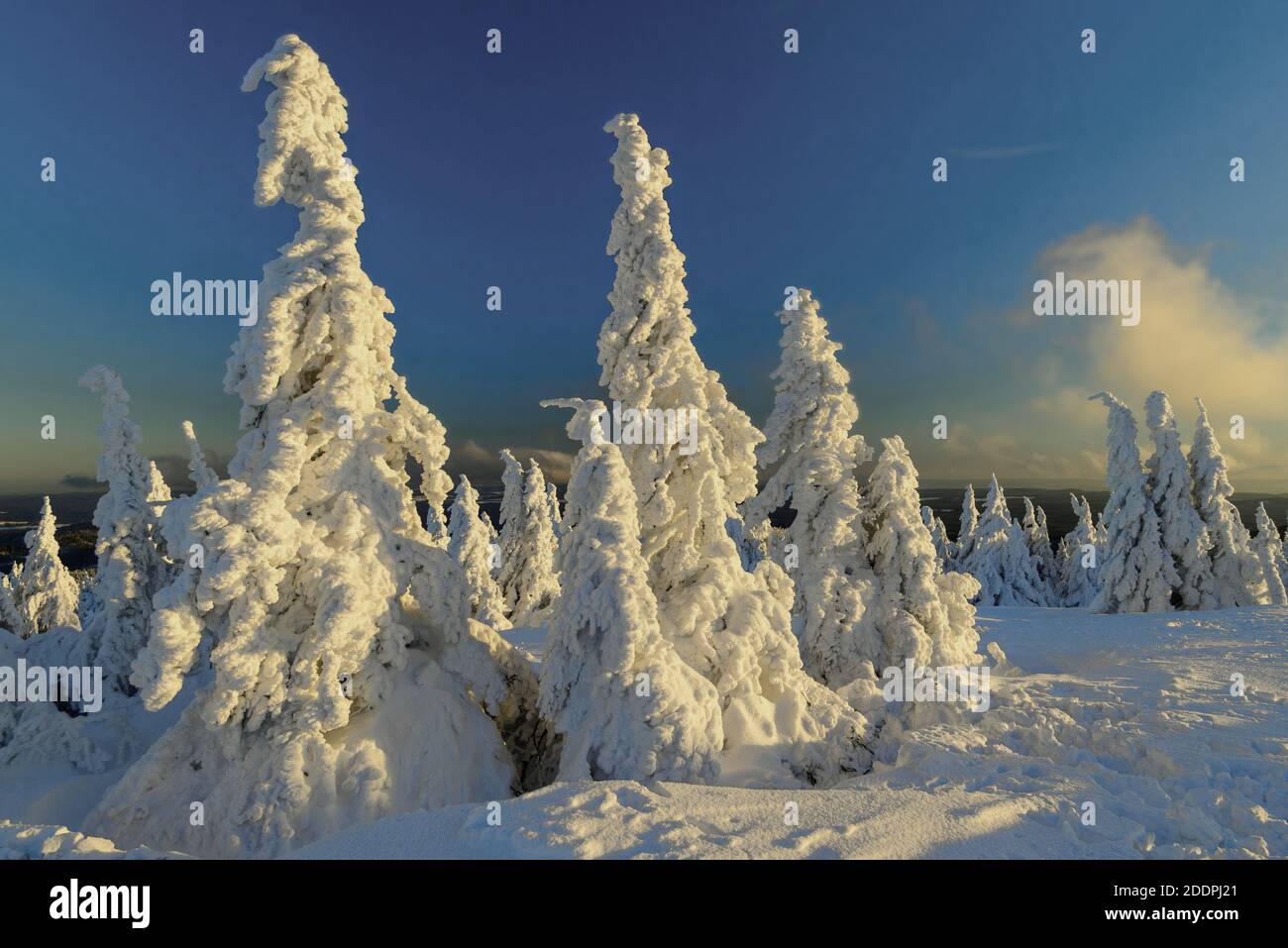 Abete (Picea abies), inverno sul Brocken, spruces nevosi al sole serale, Germania, Sassonia-Anhalt, Parco Nazionale di Harz, Brocken Foto Stock