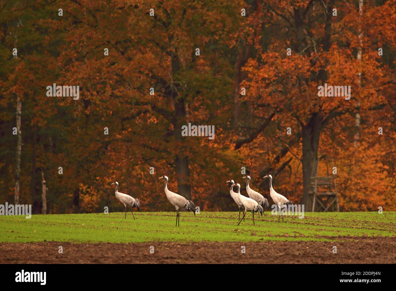 Gru comune, gru eurasiatica (Grus grus), gru in un campo in autunno, Germania, Sassonia, Oberlausitz Foto Stock