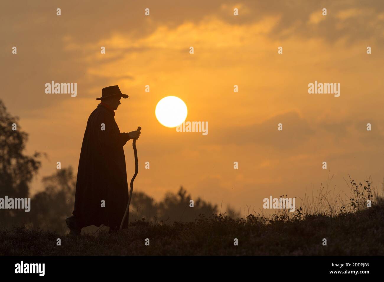 Pecora domestica (Ovis ammon F. aries), pastore ambulante alla luce del mattino, silhouette, Germania, bassa Sassonia, Oldenburger Muensterland, Dwergte Foto Stock