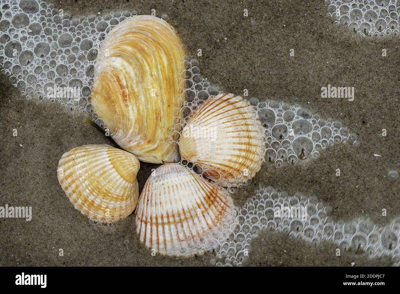 Scarafaggi (gusci di scarafaggio) (Cardiidae), conchiglie sulla spiaggia del Mare del Nord, Germania, Schleswig-Holstein Foto Stock